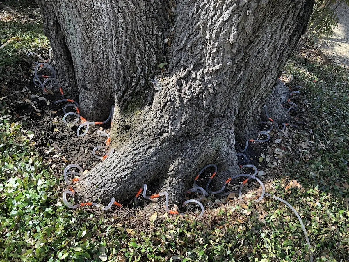 Detailed Tree Cabling and Bracing job site in Ryderwood