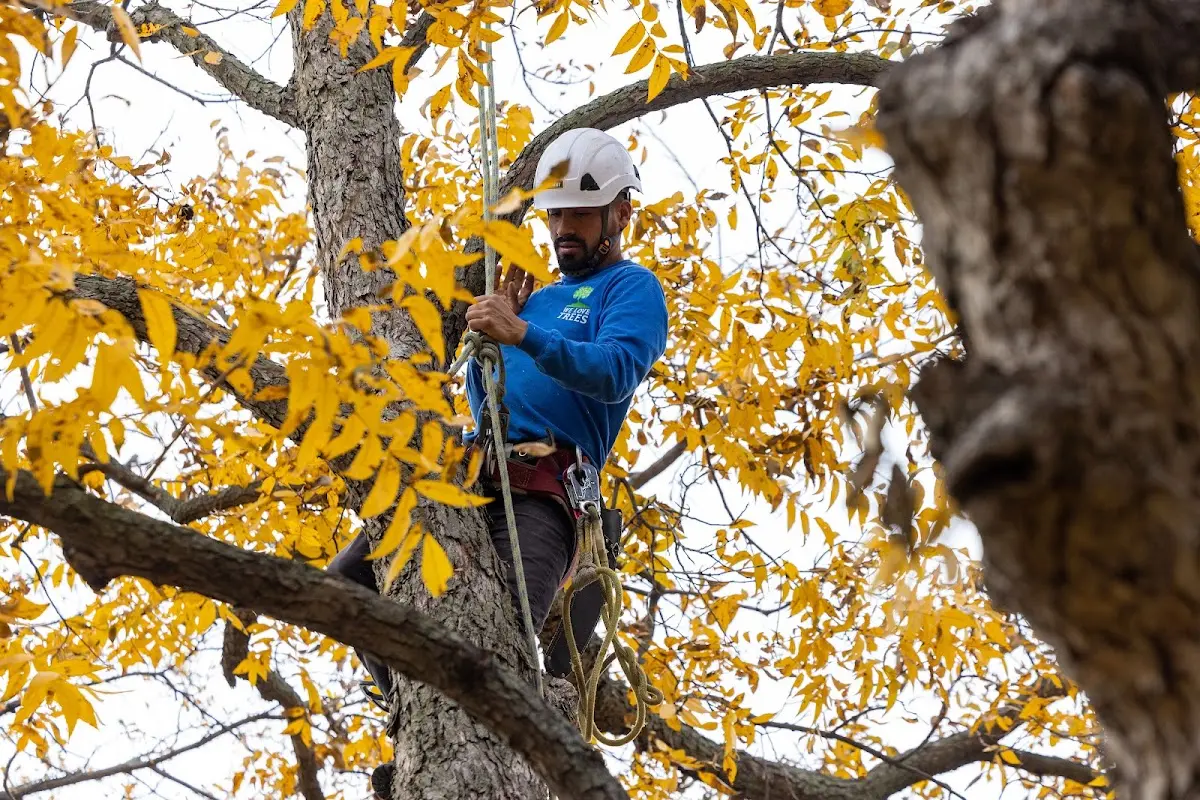 Skilled Storm Damage Cleanup crew working in Ryderwood
