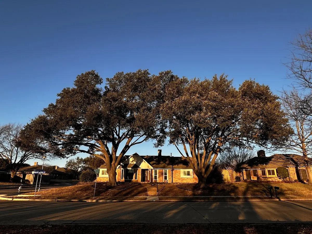 Established residential canopy tree shading a home in Ryderwood